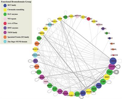 Functional networks of the human bromodomain-containing proteins